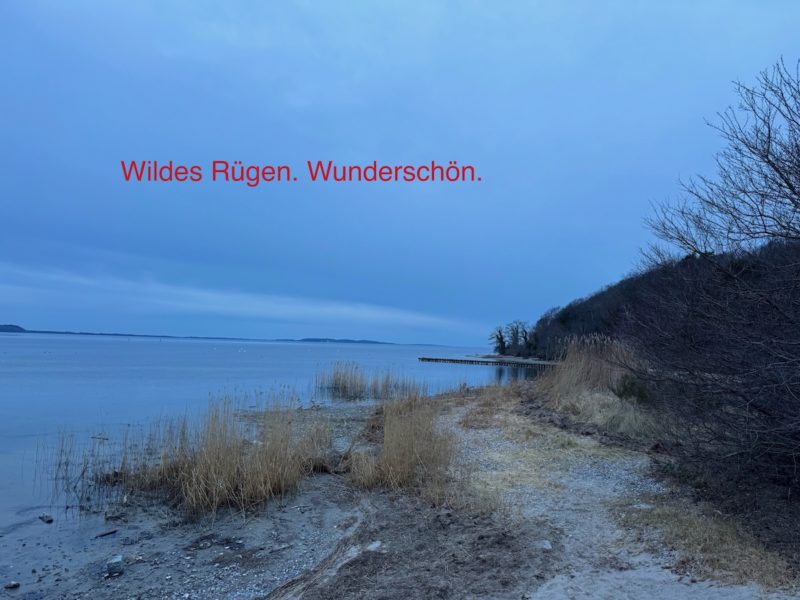 Wilder Ostseestrand mit Hafergras und bewaldeter Steilküste