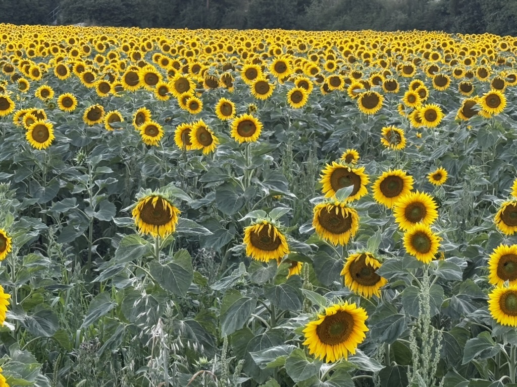 Der Sommer geht.