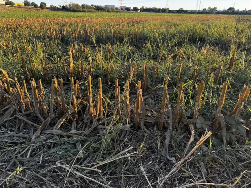 Abgeerntetes Feld im Spätsommer – trockene Wiese zum Herbstgedicht „Klima, Kronkorken, Kastanienschalen“