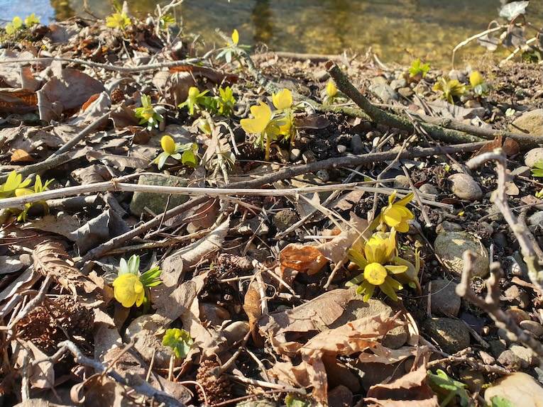 Winterlinge leuchten gelb am Waldboden und kündigen den Frühling an.