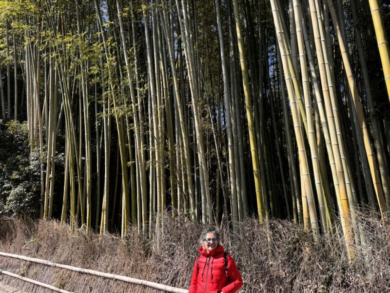 Kyoto Bambuswald Staunen