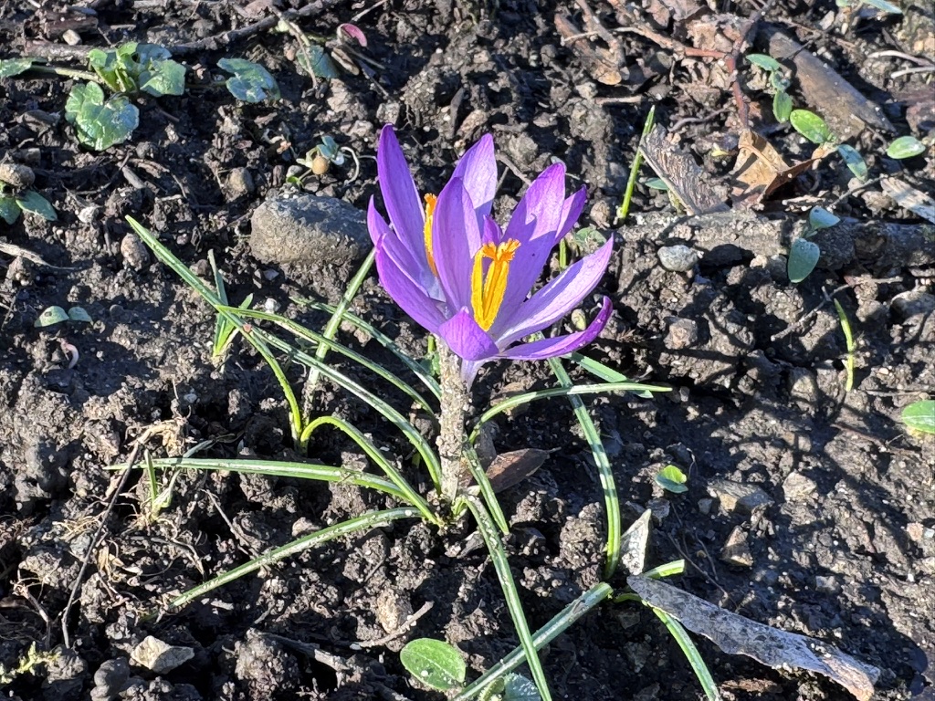Violetter Krokus im Frühling auf steinigem Boden – Symbol für den Beginn der Pollensaison, passend zum humorvollen Frühlingsgedicht „Frühling und sein blaues Band“.