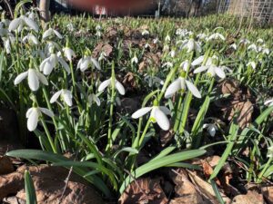 Schneeglöckchen im März – erste Frühlingsblumen, die den Winter vertreiben.