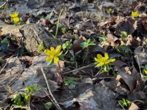 Gelbe Winterlinge im März zwischen Laub – frühe Frühlingsblumen am Waldboden.
