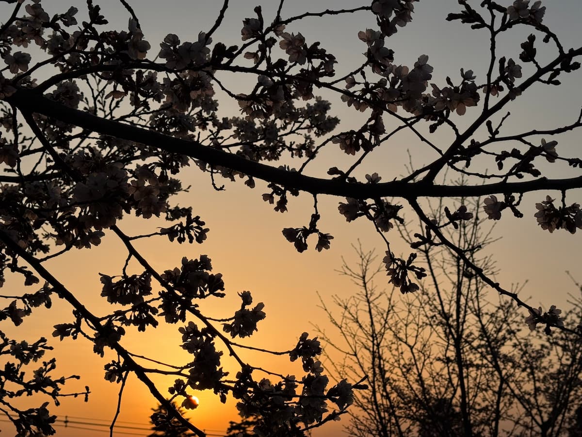 Kirschblüten im Sonnenuntergang im März – Frühlingsbeginn nach dem Winter