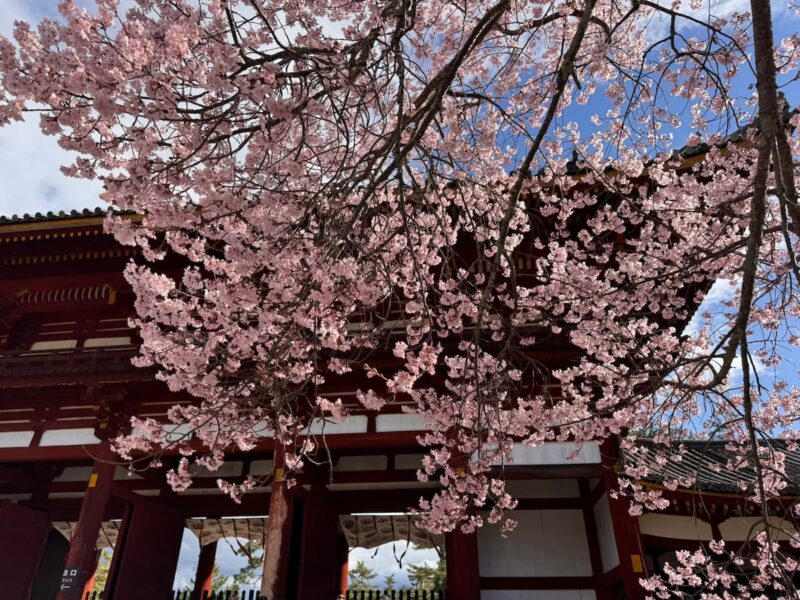 Kirschblüten vor japanischem Tempelgebäude im Frühling in Japan