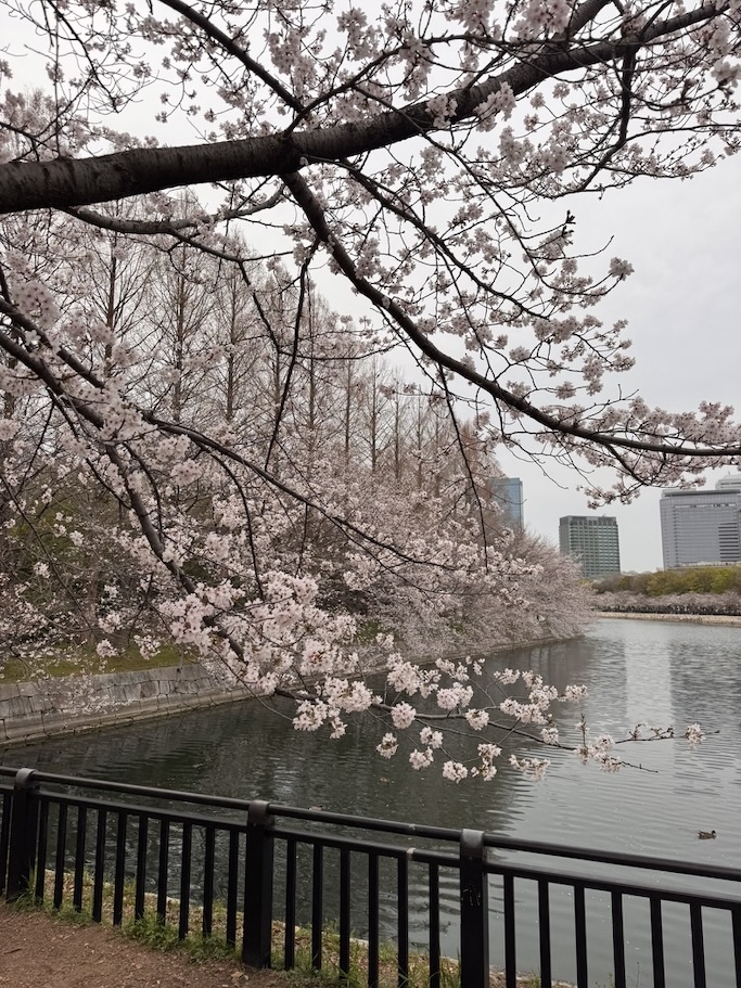 Blühende Kirschbaumzweige über einem Fluss, mit Geländer im Vordergrund und Gebäuden in der Ferne.