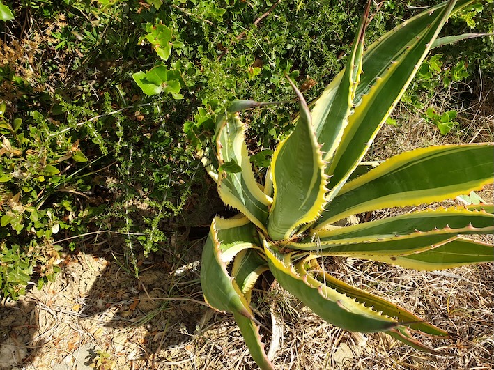 Grüne Agave mit spitzen Blättern in trockener, sonniger Landschaft