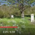 in Gergeschdorf auf dem alten deutschen Friedhof mit blühender Frühlingswiese, Bäumen und historischen Grabsteinen. Ein Ort der Erinnerung an frühere Generationen und die siebenbürgisch-sächsischen Wurzeln.