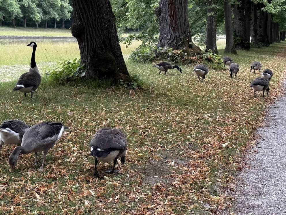 Kanadagänse auf einem Waldweg am See – eine alltägliche Naturbeobachtung als Inspiration für Reimgeschichten und humorvolle Alltagsgeschichten.